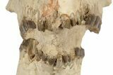 Fossil Running Rhino (Hyracodon) Skull - South Dakota #263480-3
